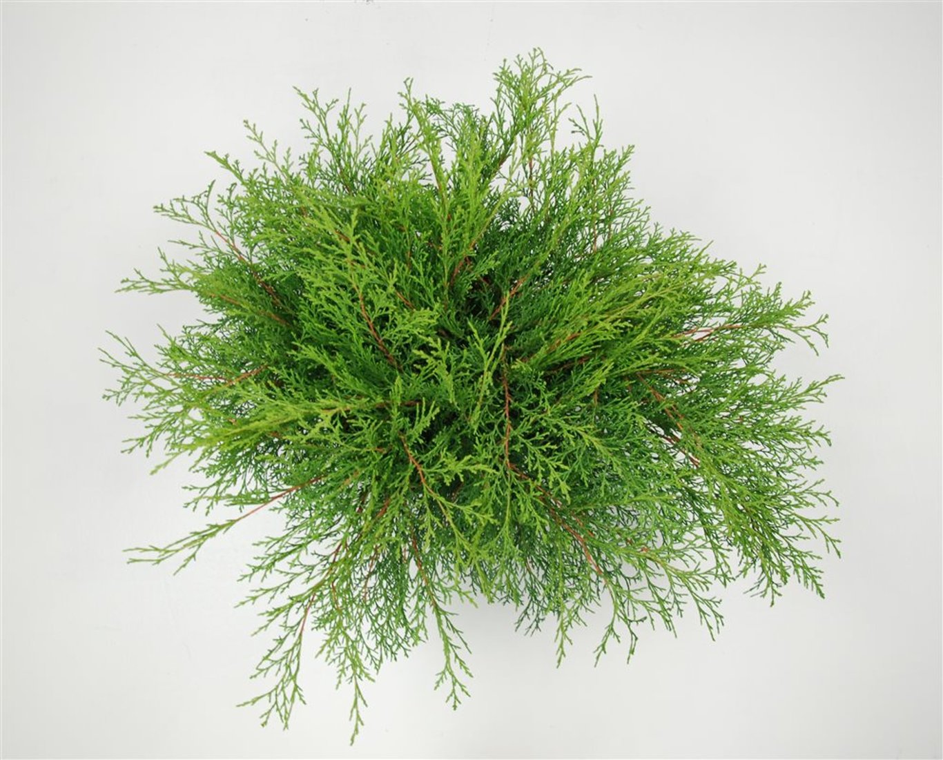 Microbiota decussata - C5 30-40 CM